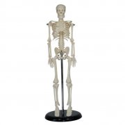 ģ42CM